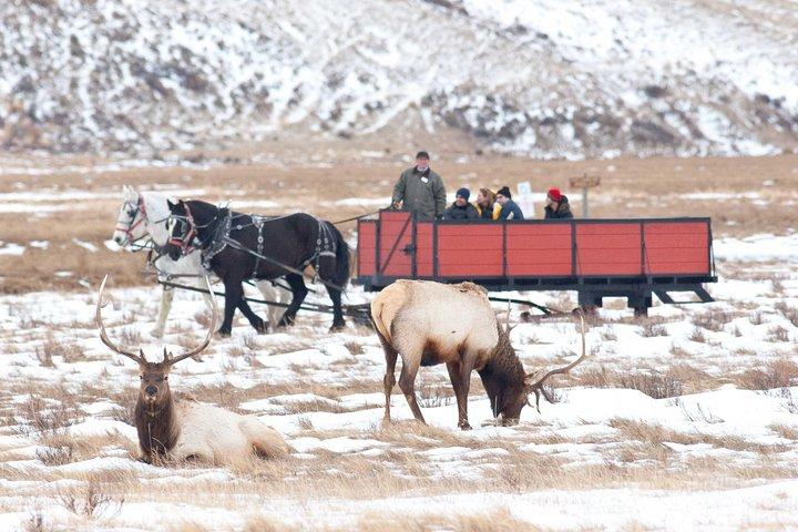 Best of Jackson Hole Wildlife Safari Tour