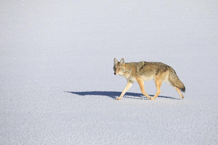 Best of Jackson Hole Wildlife Private Safari Tour