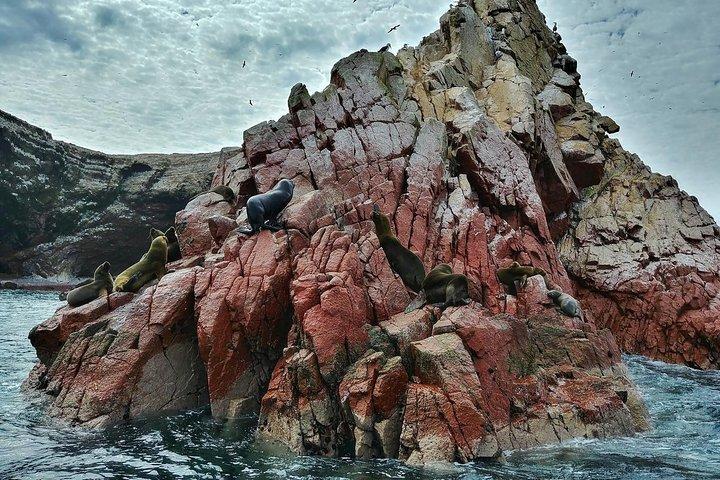 Ballestas Islands Tour & Paracas Reserve from Lima (Private)