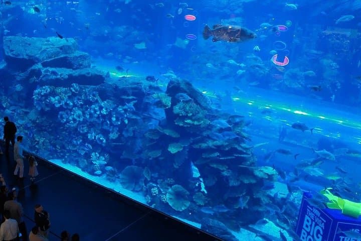 Dubai Mall Aquarium &Underwater Zoo Ticket's With Transfer