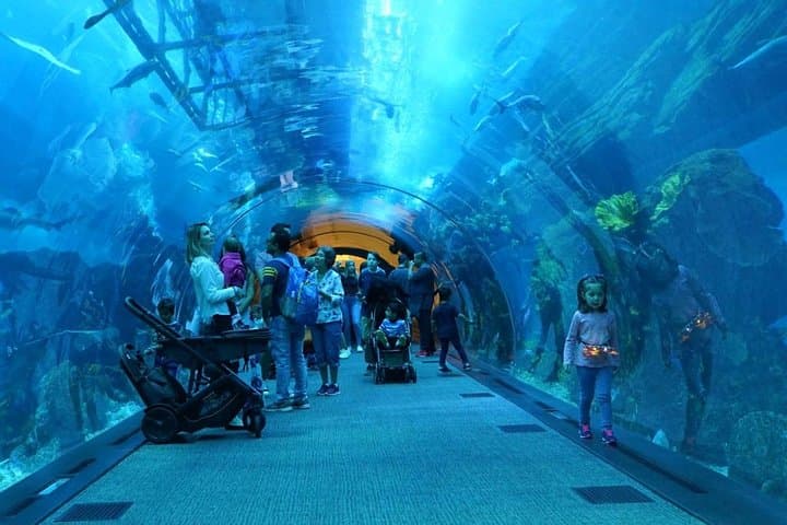 Dubai Mall Aquarium &Underwater Zoo Ticket's With Transfer