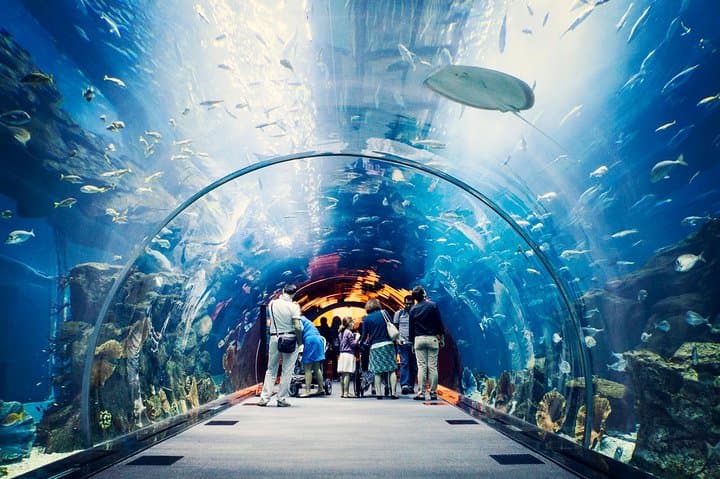 Dubai Mall Aquarium &Underwater Zoo Ticket's With Transfer