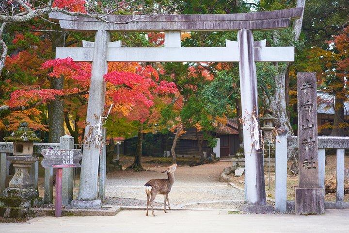 Kyoto Day Trip to Nara with a Local – Private & Personalized