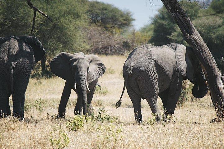 3 days Safari to Serengeti and Ngorongoro crater