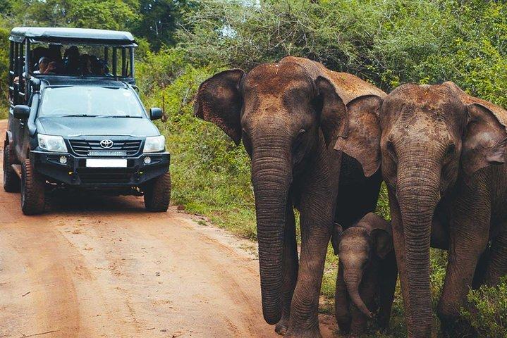 Leopard Safari Tour in Yala National Park