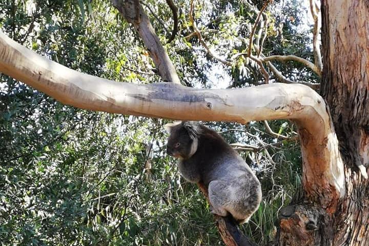 Melbourne Combo: Great Ocean Road Day Trip and Phillip Island Day Trip from Melbourne