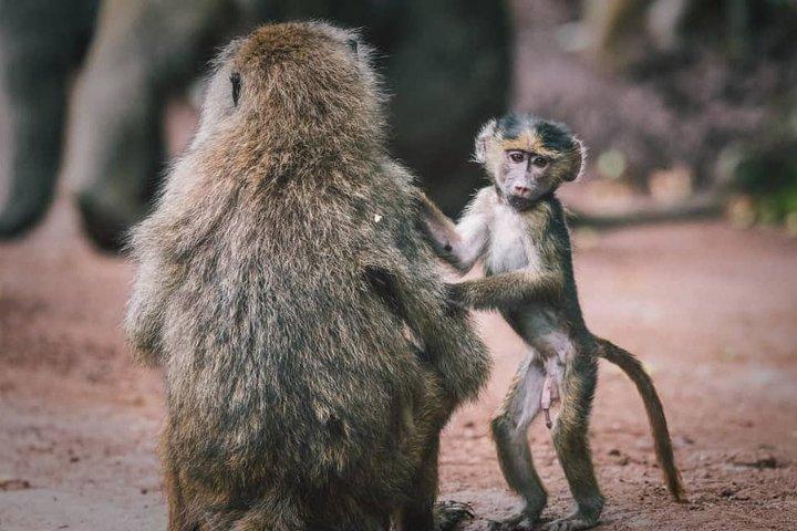 Tarangire National Park: Guided Day Tour from Arusha