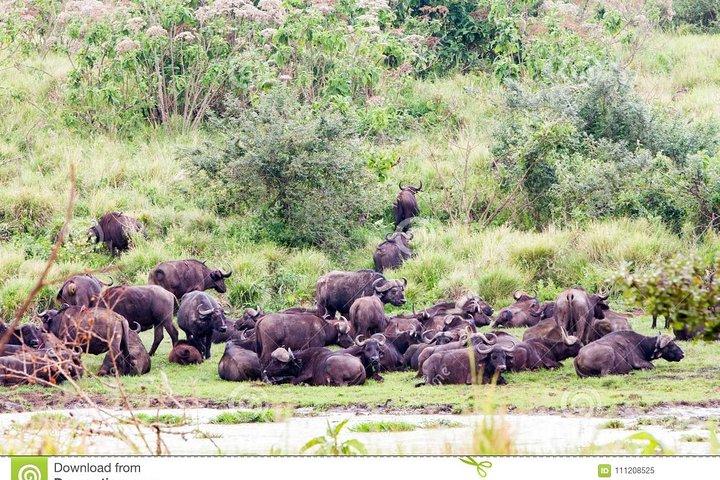 Day trip in Ngorongoro Crater