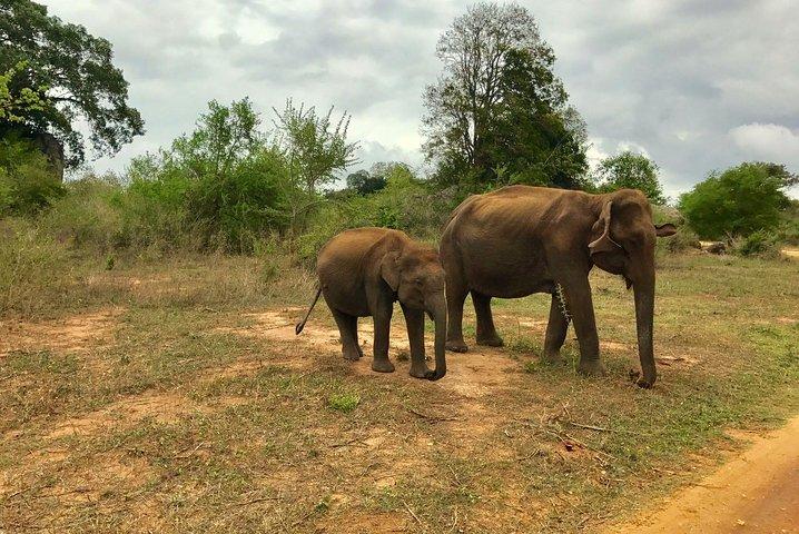 Yala National Park Private Safari trip from Galle/Unawatuna/Mirissa