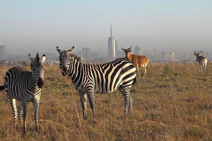 Nairobi National Park Half Day Tour