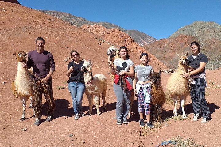 Purmamarca Walk with Llamas