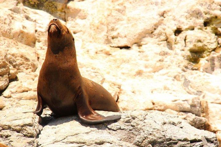 Land's End Sightseeing Boat Tour in Los Cabos