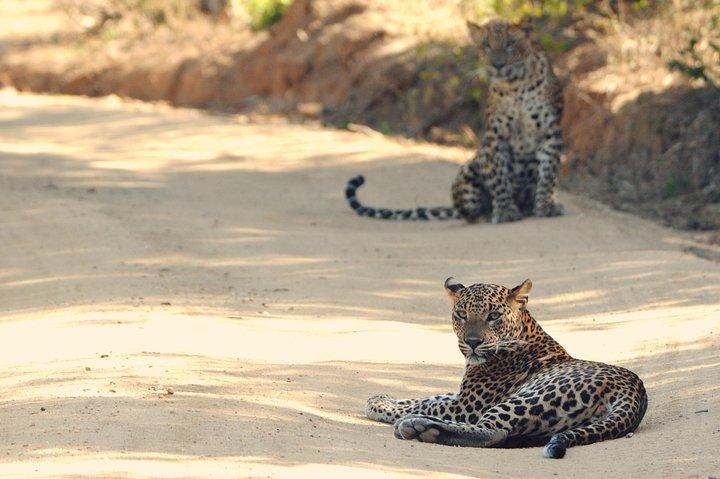 Private Tour: YALA National Park from SHANGRI-LA, Hambanthota