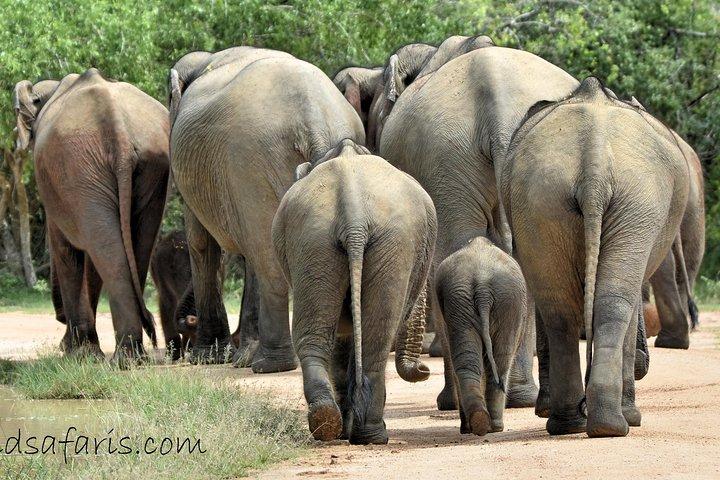 Private Tour: YALA National Park from SHANGRI-LA, Hambanthota