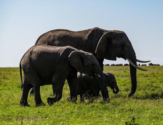 7 Days Samburu Game Reserve and Maasai Mara