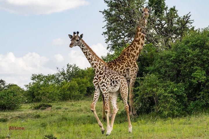 7 Days Samburu Game Reserve and Maasai Mara