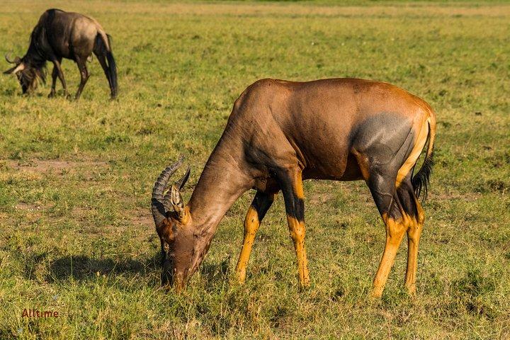 7 Days Samburu Game Reserve and Maasai Mara