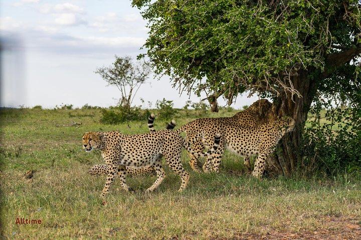 5 Days Special offer, 1Nt Nairobi,1Nt Nakuru, and 2Nts Maasai Mara