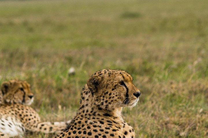 7 Days Amboseli National park and Maasai Mara Safari