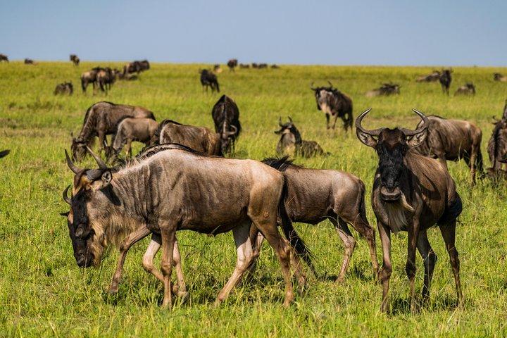 7 Days Amboseli National park and Maasai Mara Safari