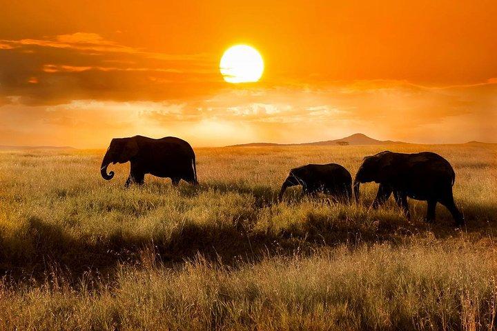 Night Game Tour In Lake Manyara National Park
