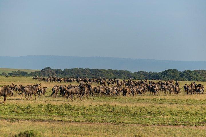 5 Days Wildebeest Migration Safari
