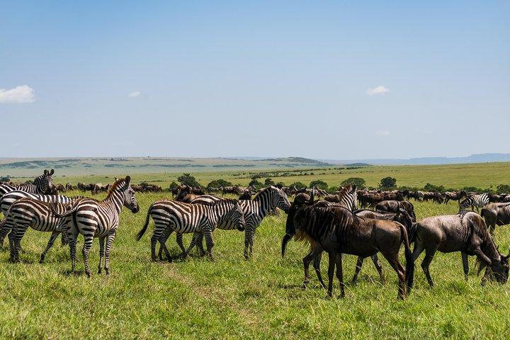5 Days Wildebeest Migration Safari