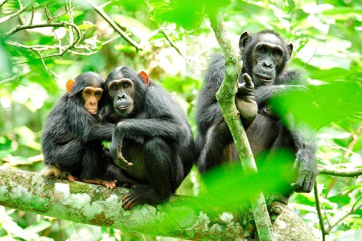 1 Day Kibale National Park