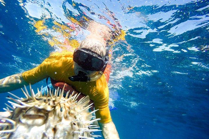 Snorkel & Explore Pelican Rock by Glass Boat + Photos