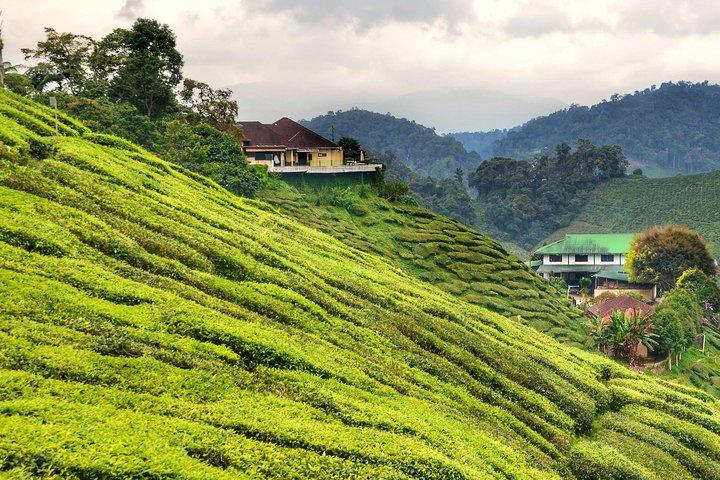 Cameron Highlands Full-Day Tour