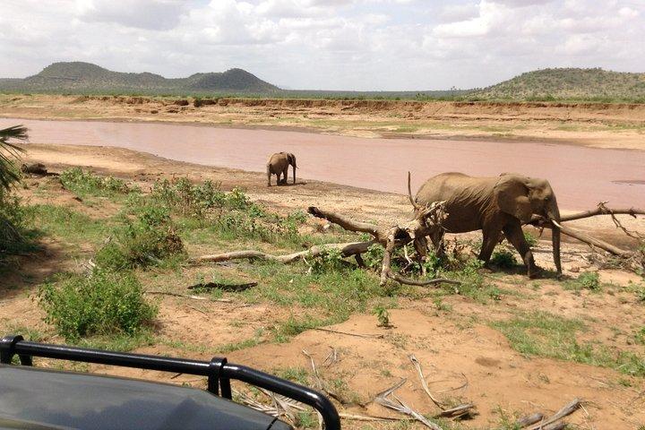 5-Days Refreshing Safari at Masai mara, Lake Nakuru and Naivasha.