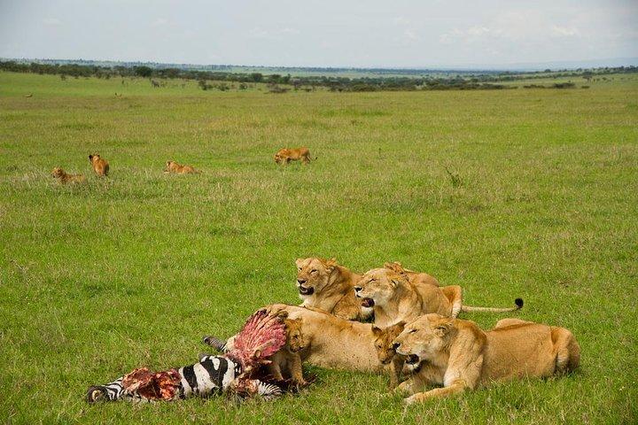 5 -Safari to Manyara, Serengeti & Ngorongoro