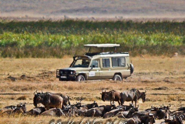 6 Day Tanzania Wildlife Mid range Safari