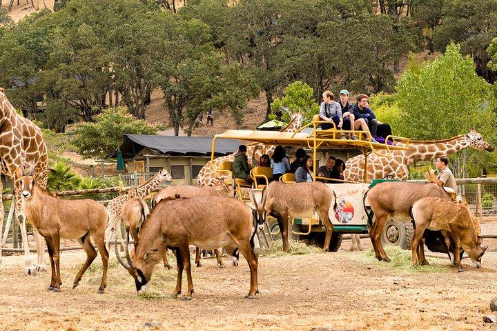 Safari West Sonoma Adventure Tour