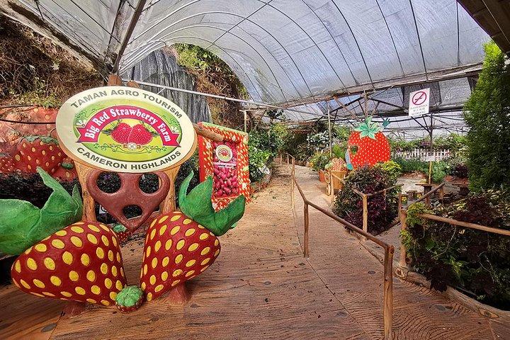 Cameron Highlands to Kuala Lumpur