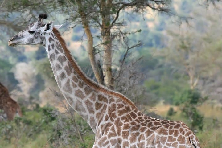 12-Day Kenya-Tanzania Experience Safari