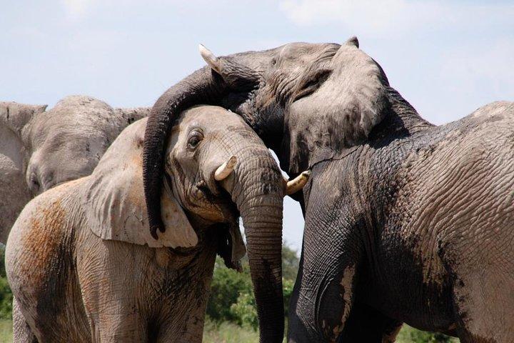 chobe Day trip