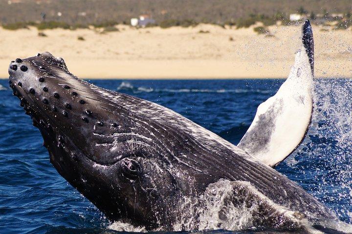 Humpback Whale Watching Tour in Cabo San Lucas