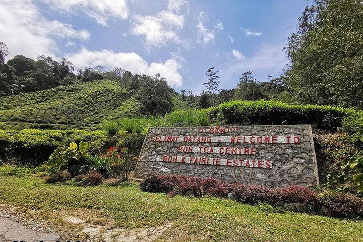 Cameron Highlands & Batu Caves Full-Day Tour