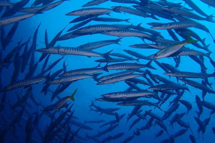 Koh Samui 2-Dive Trip to Sail Rock for certified divers