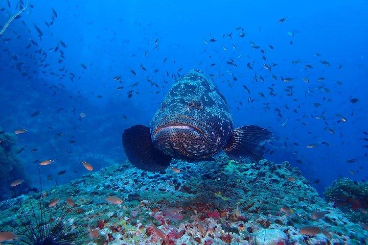 Koh Samui 2-Dive Trip to Sail Rock for certified divers