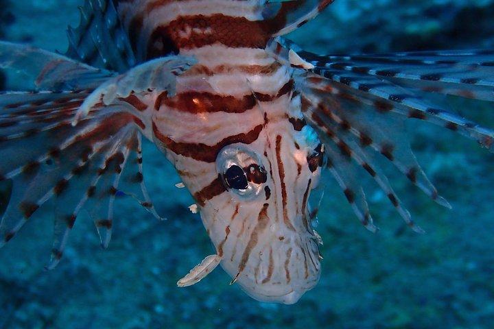 Chumphon Pinnacle-Koh Tao 2 dive trip for certified divers