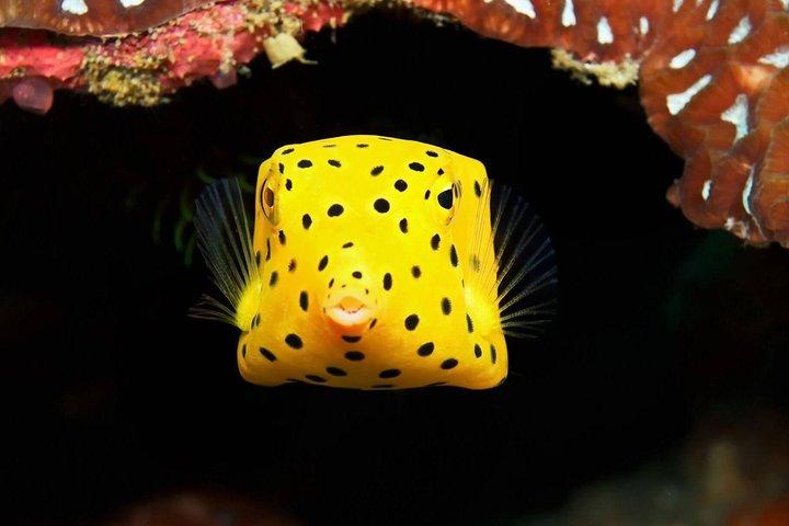 Chumphon Pinnacle-Koh Tao 2 dive trip for certified divers