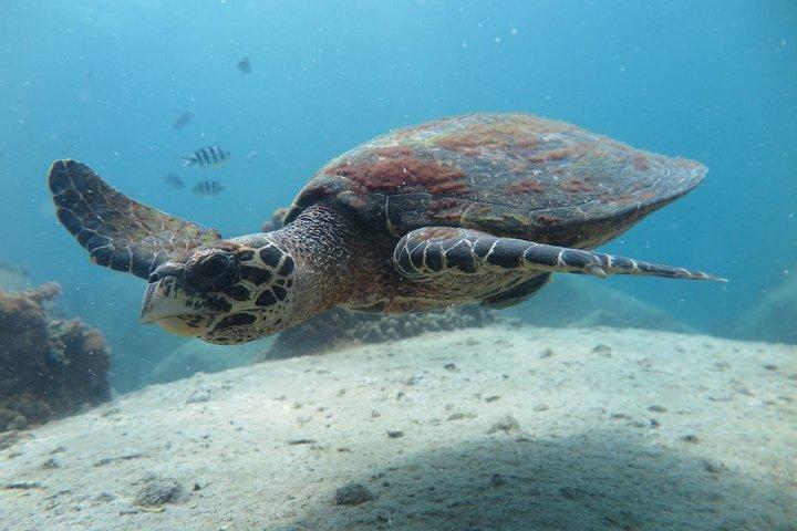 Koh Tao 2-Dive Day Trip from Koh Samui for certified divers
