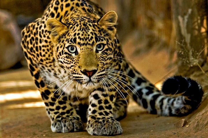 4-Day Safari At Amboseli NP- Tsavo West NP-Tsavo East NP.