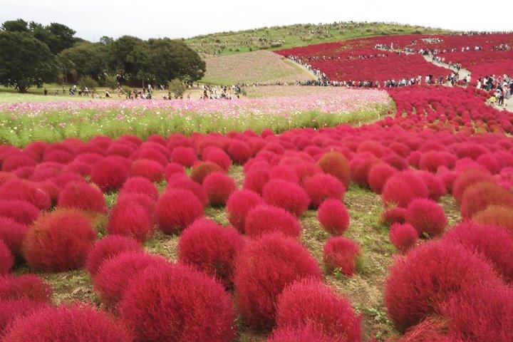 Hitachi Seaside Park, Oarai Sea Torii & Great Buddha w/ tickets