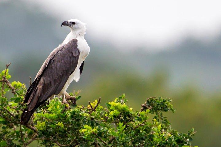 Bundala National Park Safari