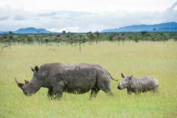 5-Day Ol Pejeta-Lake Nakuru-Masai Mara Private Safari