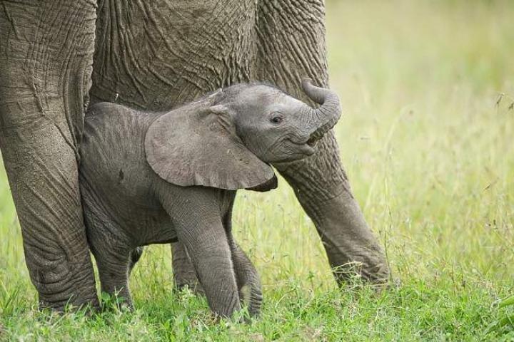 5-Day Ol Pejeta-Lake Nakuru-Masai Mara Private Safari