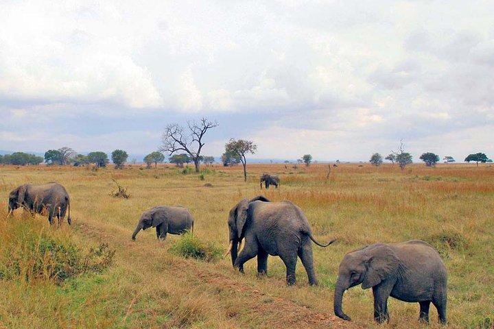 6-Day Kenya and Tanzania safari